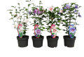 Hibiscus syriacus 19 cm potte